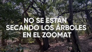 No se están secando los árboles en el Zoomat [upl. by Aliuqa447]