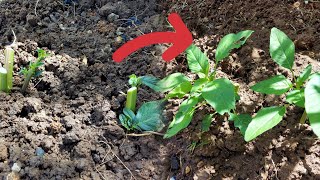 Fastest Way To Grow Callaloo [upl. by Leohcin]