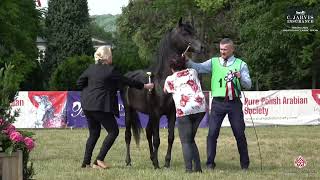 Bialka 2024 2nd Polish Classic Show Class 2A [upl. by Atteirneh305]