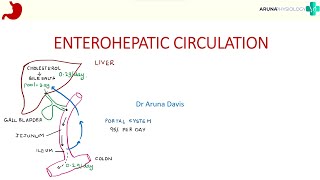 Enterohepatic Circulation  Gastrointestinal Physiology  First year MBBS [upl. by Deeanne]