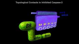 Caspase3 in Apoptosis Rate My Science [upl. by Heid494]