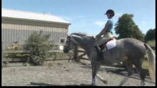 Horse Care amp Riding  How to Trot Your Horse [upl. by Eirallih]