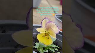 The 1st Pansy is blooming Happy meeee 😁😁🤘🏻 Filmed by Vivian Smiling on 8 Nov 2024 [upl. by Lindeberg863]