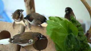 society finches enjoying some greens [upl. by Akimehs437]