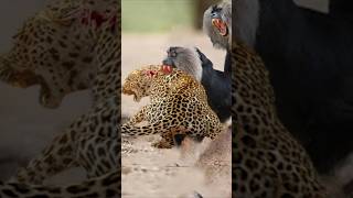 Baboons Defeat a Leopards Hunt wildlife viralvideoshorts [upl. by Ivatts496]