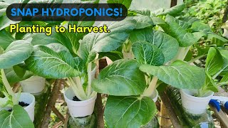 SNAP HYDROPONIC PECHAY PLANTING TO HARVEST DIY Hydroponic Setup [upl. by Nodnyl]