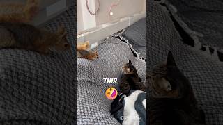 Cat Vs Squirrel 🐱🐿️ catlover funny cute [upl. by Ellierim]