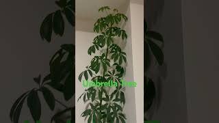 How to Care for Your Umbrella Tree Perfect for Beginners [upl. by Troth]