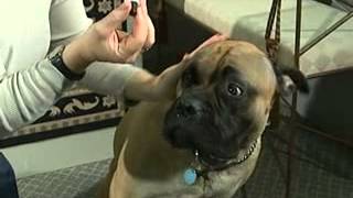 How to properly give ear drops to your dog [upl. by Inar]