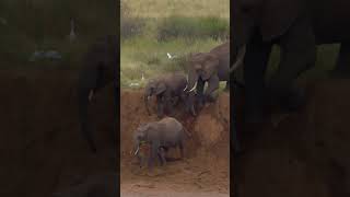 Sliding down the riverbank🌍Samburu olonanaonsafari wildlife elephant shorts olonanaonsafarico [upl. by Geno]