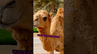 Do you know about dromedary camels and bimodal camelsClick on the description [upl. by Eves]