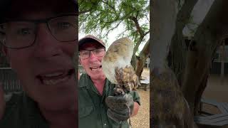 Look at this amazing barn owl They have incredible hearing capabilities ivancarter reels [upl. by Wilone179]