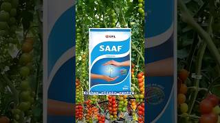 Upl Saff fungicide  साफ फंगीसाइड के उपयोग।Carbendazim 12Mancozeb 63 Wp [upl. by Alphonsa464]