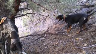 Dogs treeing on a bear [upl. by Nitreb]