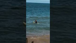 Random Surfer fails to surf pointless surfer surfboard [upl. by Shenan133]