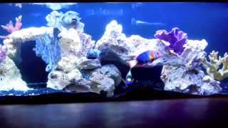 Stunning Saltwater Aquarium 300 gal FOWLR Rare Marine Fish Golden Puffer Trigger Angelfish Eel [upl. by Wilder]