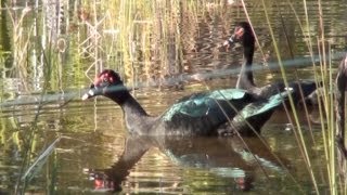 PATODOMATO CAIRINA MOSCHATA MUSCOVY DUCK PATOALMISCARADO PATO SELVAGEM [upl. by Elleimac]