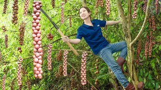 Harvesting MACADAMIA NUTS Goes to market sell  This fruit is considered the queen of dried fruits [upl. by Aidnama]