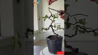 The most basic shape for bonsai bonsaitips bonsaiideas bonsai [upl. by Avika]