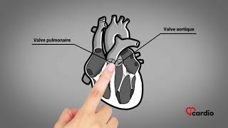 Anatomie du coeur  version française [upl. by Ahseei]