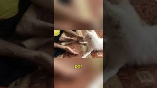 LAS RAZAS DE PERROS MÁS FASCINANTES ¡CURIOSIDADES QUE NO CONOCES perros perro [upl. by Ardnnaed146]