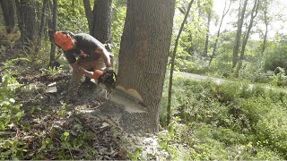 90 Foot Dead Ash Tree Leaning Towards Power Lines [upl. by Markowitz457]