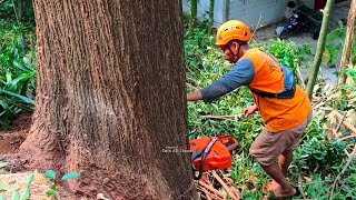 The Cowshed is in danger ‼️Cut down a big tall red mahogany tree [upl. by Sonny]