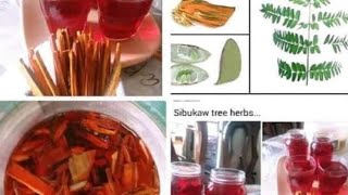 BENEFITS OF MIRACLE HERBAL MEDICINES TREESIBUKAW OR SAPPAN WOOD [upl. by Asalocin]