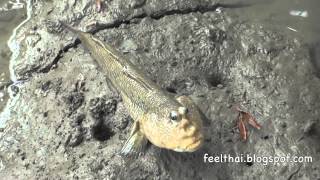 ปลาตีน หน้าอุยาทว์มาก Mudskipper [upl. by Nolyk]