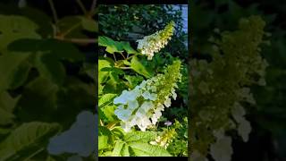 Oakleaf Hydrangea Lovely [upl. by Rases]