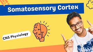 Somatosensory Cortex  CNS physiology [upl. by Hcurab]