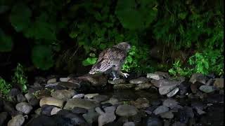 Blakistons fish owl catching fish in Rausu in Hokkaido [upl. by Bart]