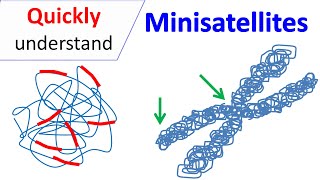 Minisatellites [upl. by Lyndell]