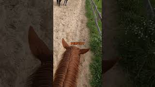 🤫🐴 Does your Horse Do This shorts horseriding horse [upl. by Turro]