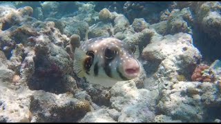 Ultimate Snorkelling Safari  Kuramathi House Reef Rasdhoo Atoll Maldives [upl. by Assenev]