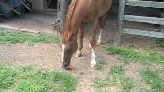 Horse plays fetch with squeaky toy [upl. by Ytte]