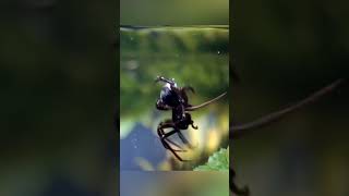 This SPIDER never comes OUT of the WATER  shorts facts viralvideo trending spider [upl. by Noreik110]