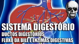 Vídeo Aula 151  Sistema Digestório  Anatomia Humana  Fluxo da Bile e Enzimas no Tubo Digestivo [upl. by Snoddy24]