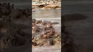 Crocodile Attacks Baby Hippo  Herd Takes REVENGE [upl. by Jake651]