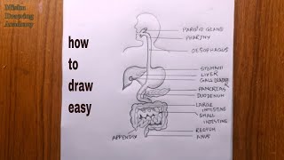 How to draw human digestive system drawinghuman digestive drawing  Amazing arts [upl. by Cogn]