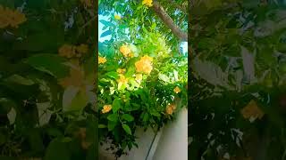 Tecoma plant ☘️🌵flowers 🥰ytshorts [upl. by Anitsugua]