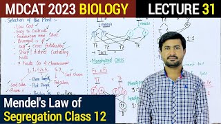 Mendels Law of segregation Class 12  Fully Explain in URDUHindi  MDCAT 2023 BIOLOGY [upl. by Kemme910]