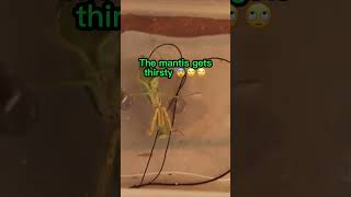 The WEIRDEST Praying Mantis worm 🤔🤔🤔 shorts [upl. by Ecarret]