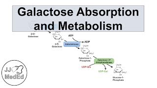 Galactose Absorption and Metabolism  Leloir Pathway and Galactosemia [upl. by Main230]