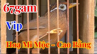 🛑 22 11 TÔI YÊU ĐỘNG VẬT ❤️ Hoạ mi mộc “ VIP “ Bóng bộ to đẹp lên cân từng mã [upl. by Drofnelg924]