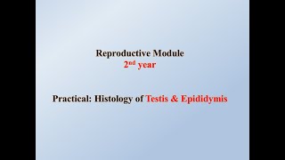 Practical Histology of Testis amp Epididymis [upl. by Swetiana]