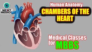 NEXT MEDICO  MBBS  Human Anatomy  Chambers Of Heart  Atria  Lecture  8 [upl. by Nirroc806]