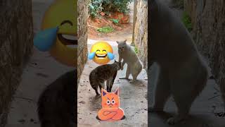 Funny Moments of Animal Friendship 🐹❤️ shorts short funnyanimal shortvideo cute [upl. by Kehoe]