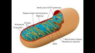 Les mitochondries [upl. by Ahsenot603]