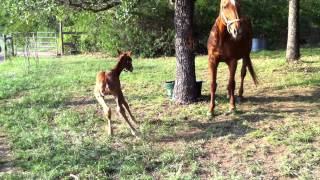 Newborn horse stands up for the first time [upl. by Coppinger]